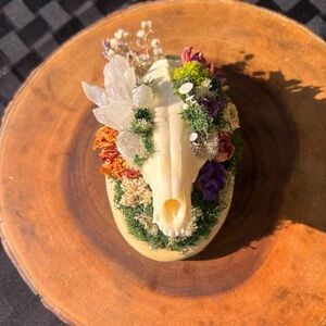 Raccoon skull oddity